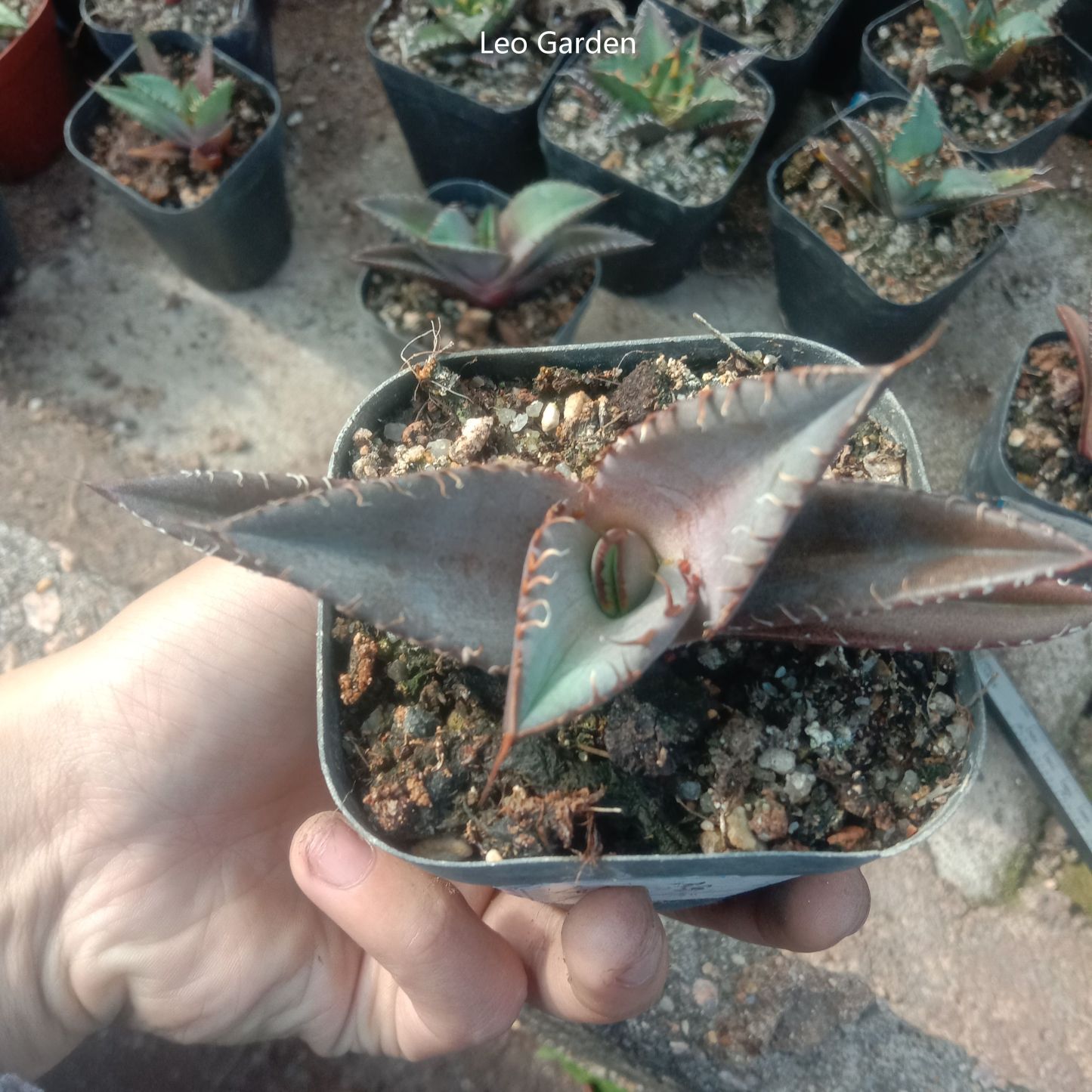 5-7cm Agave Titanota Black Panther（tissue culture）
