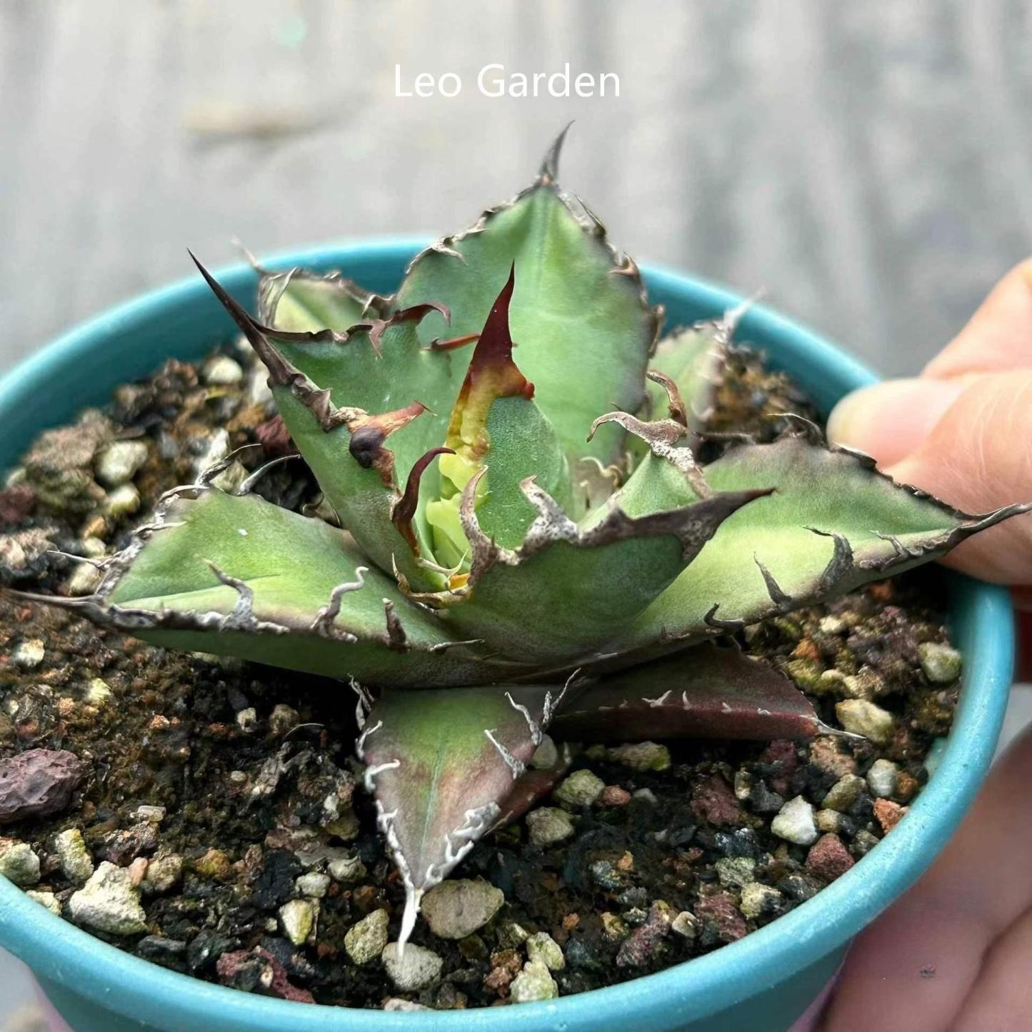 5-14cm Agave oteroi 'Red Catweezle'