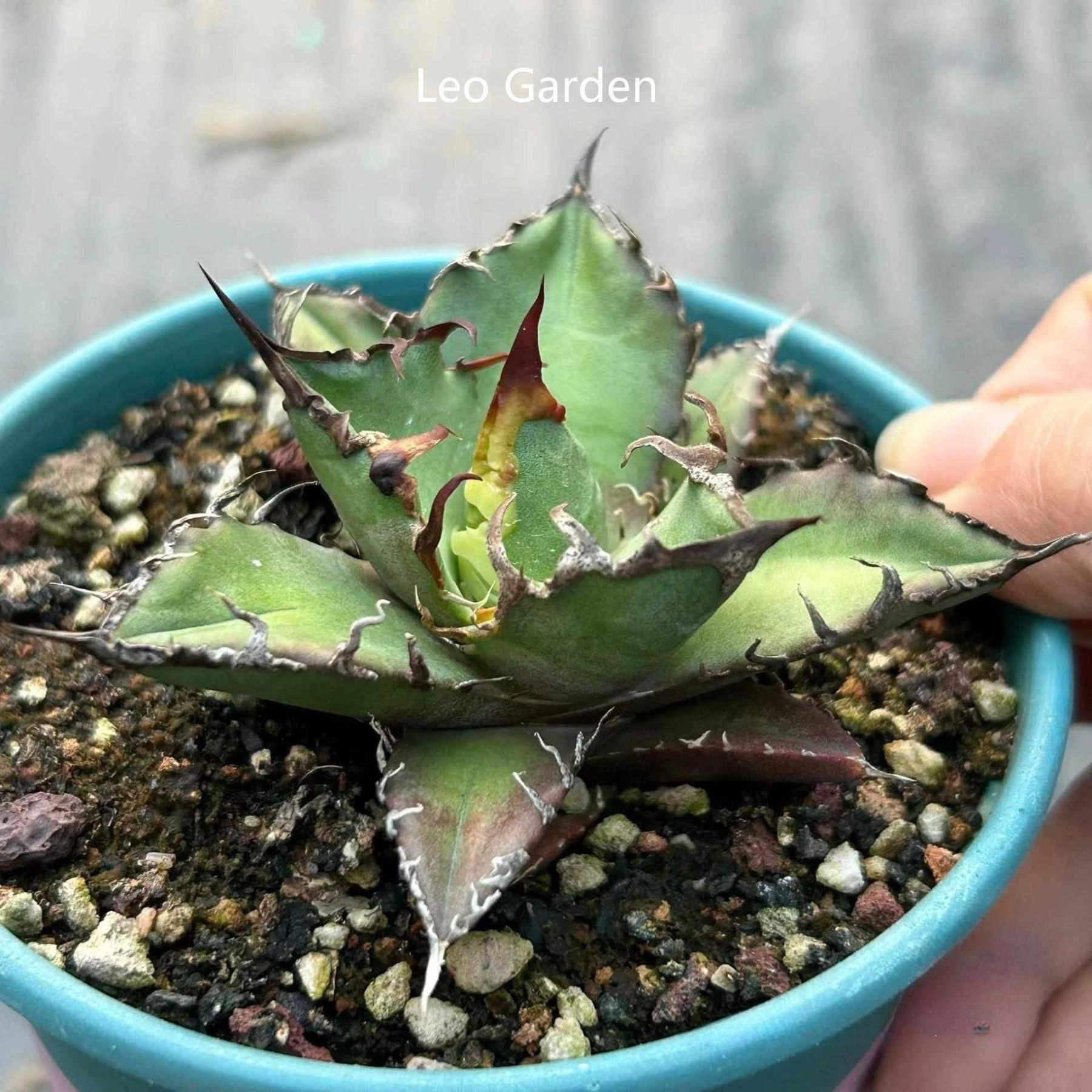 5-14cm Agave oteroi 'Red Catweezle'