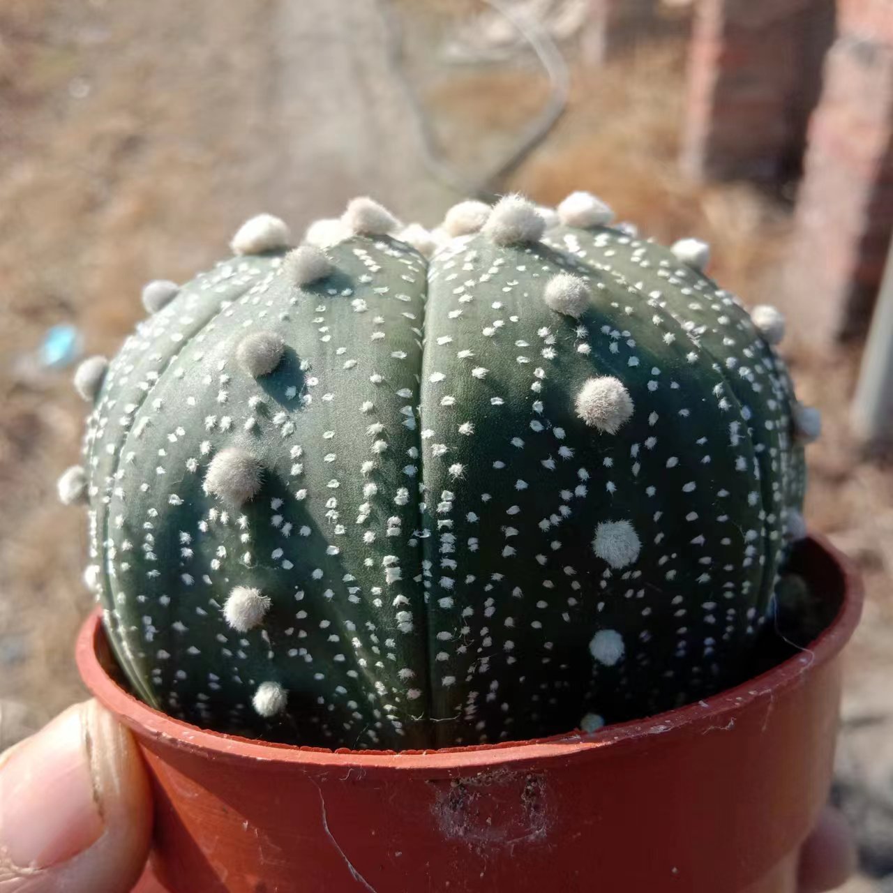 1pcs 8-10cm Astrophytum asterias