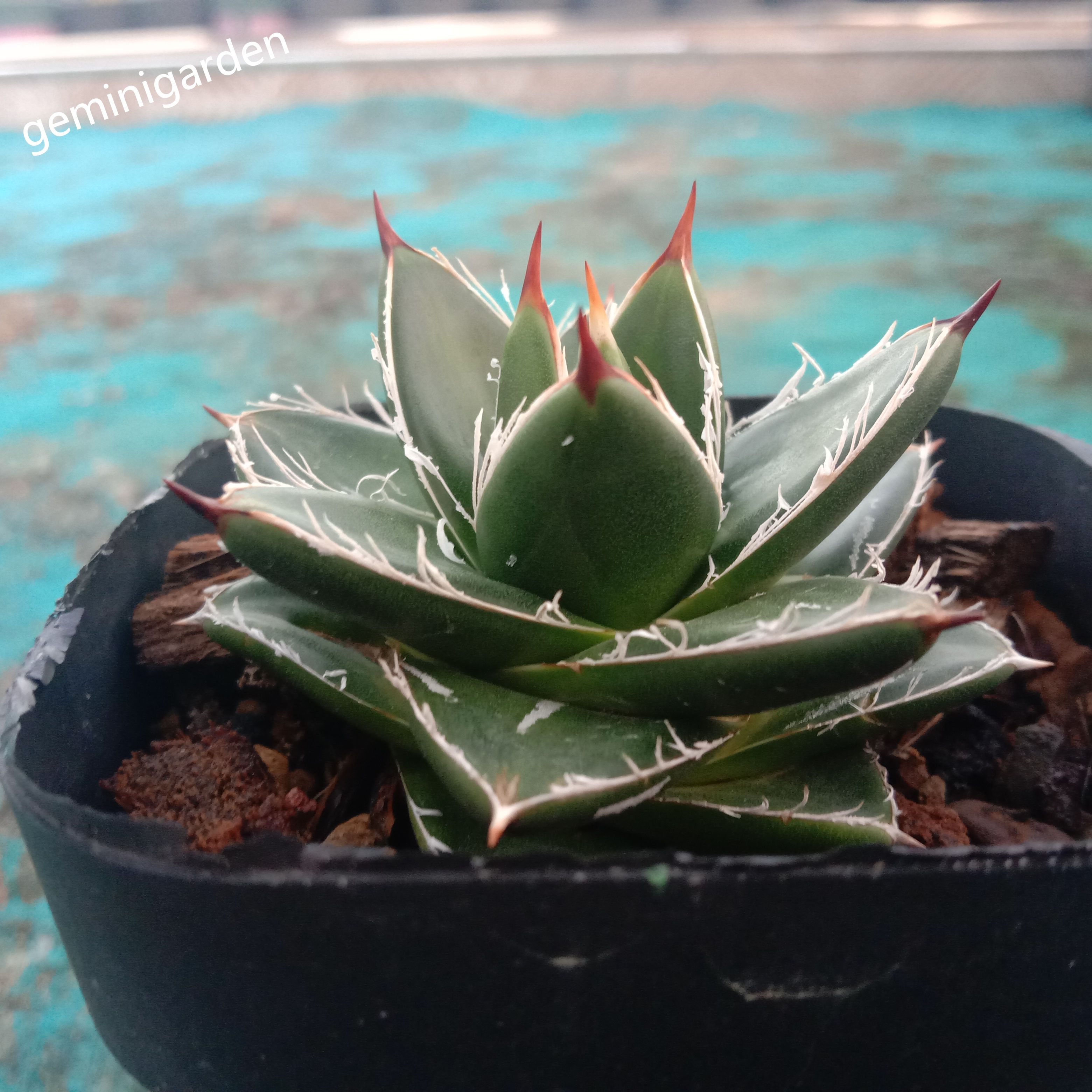 2-4cm Agave filifera var. compacta (A)
