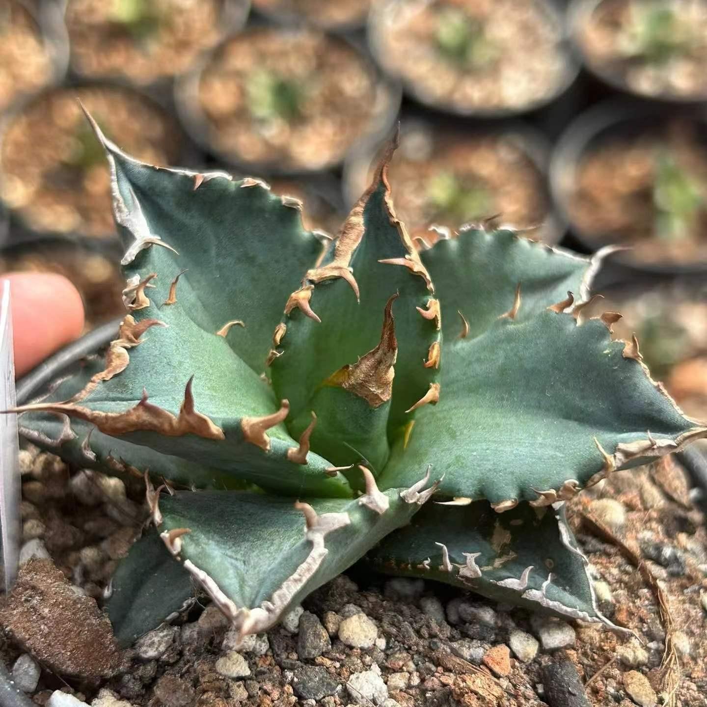 8-10cm Agave oteroi 'White Fire'