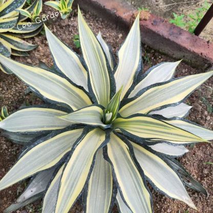 10-25cm Agave desmetiana mediopicta alba