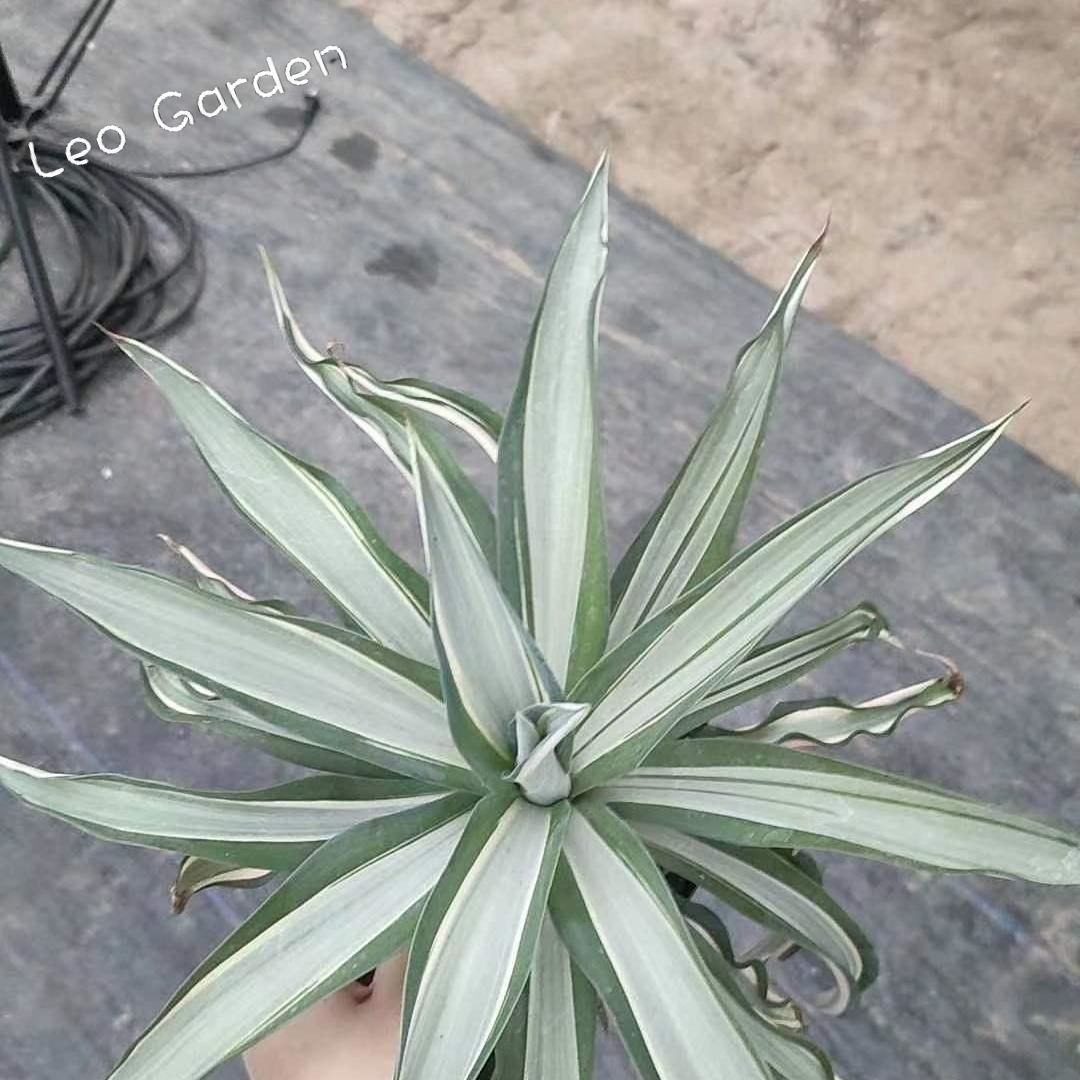 10-25cm Agave desmetiana mediopicta alba