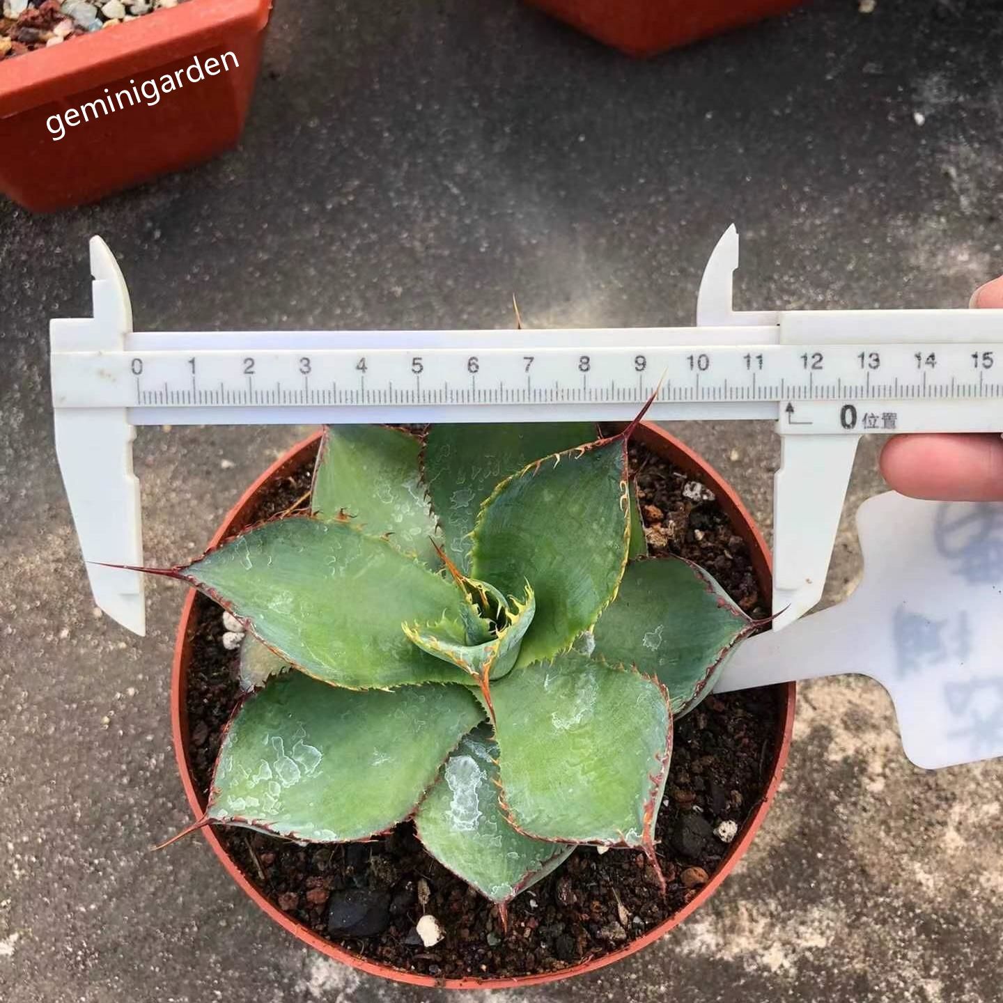 10-12cm Agave bovicornuta