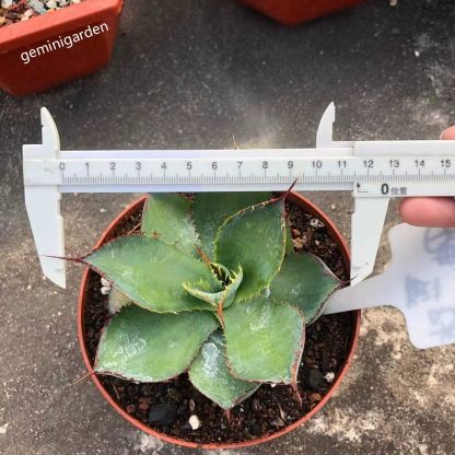 10-12cm Agave bovicornuta