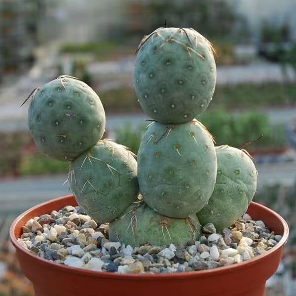 3-14cm Tephrocactus geometricus