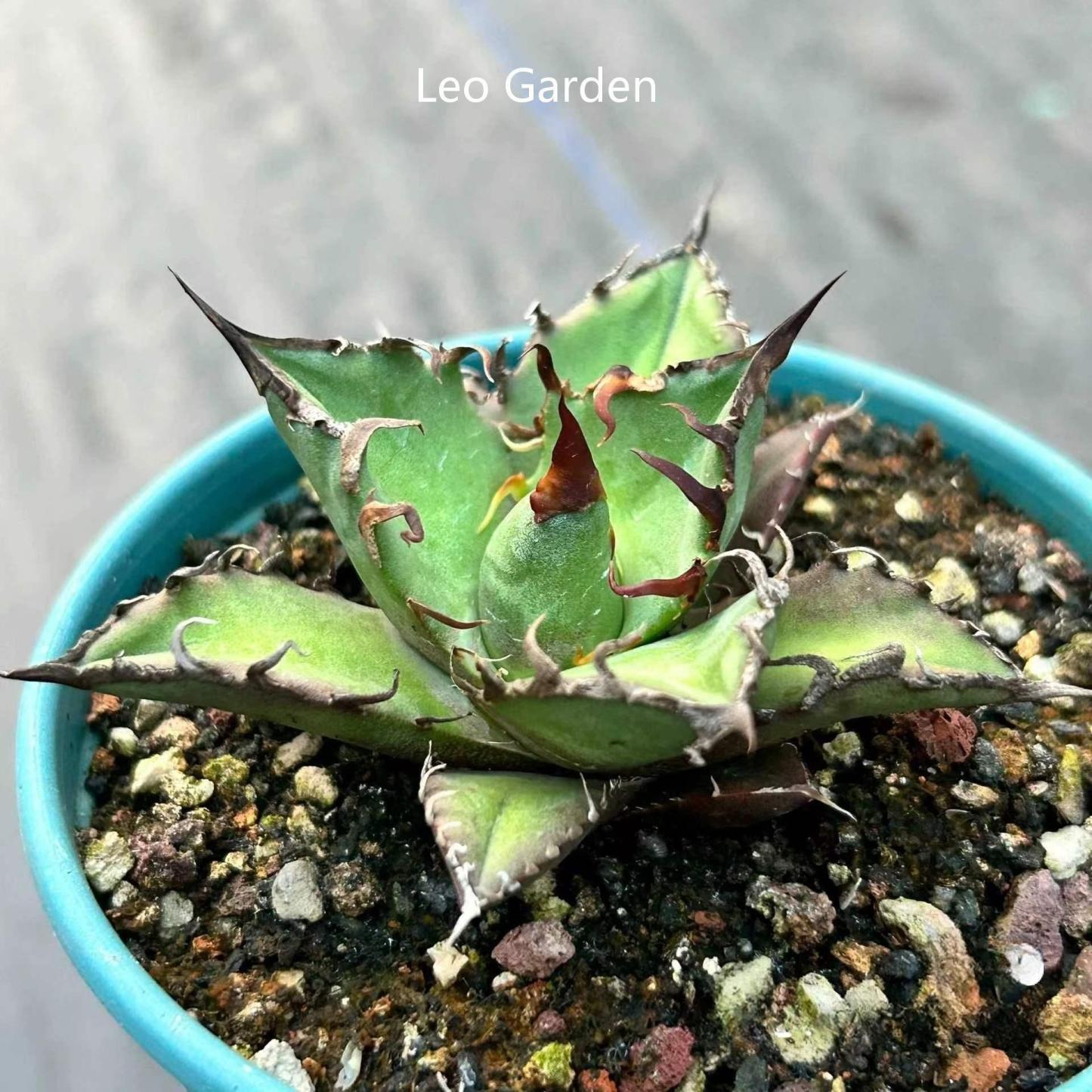 5-14cm Agave oteroi 'Red Catweezle'