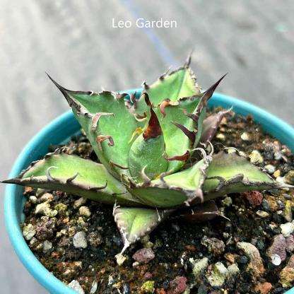 5-14cm Agave oteroi 'Red Catweezle'