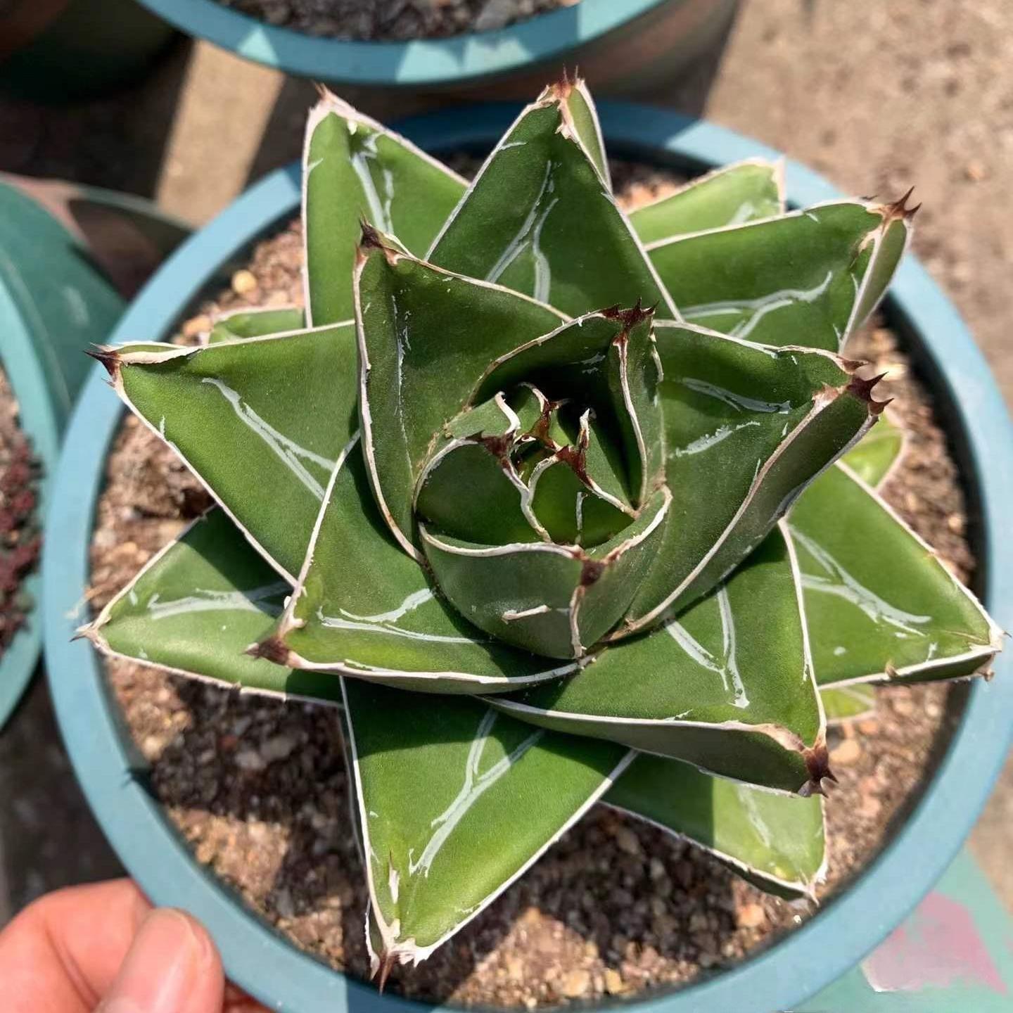 4-14cm Agave victoriae-reginae 'Super Wide'