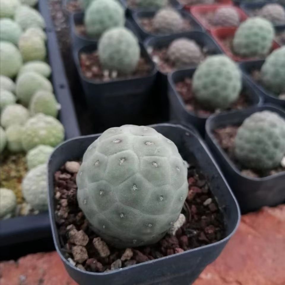 3-14cm Tephrocactus geometricus