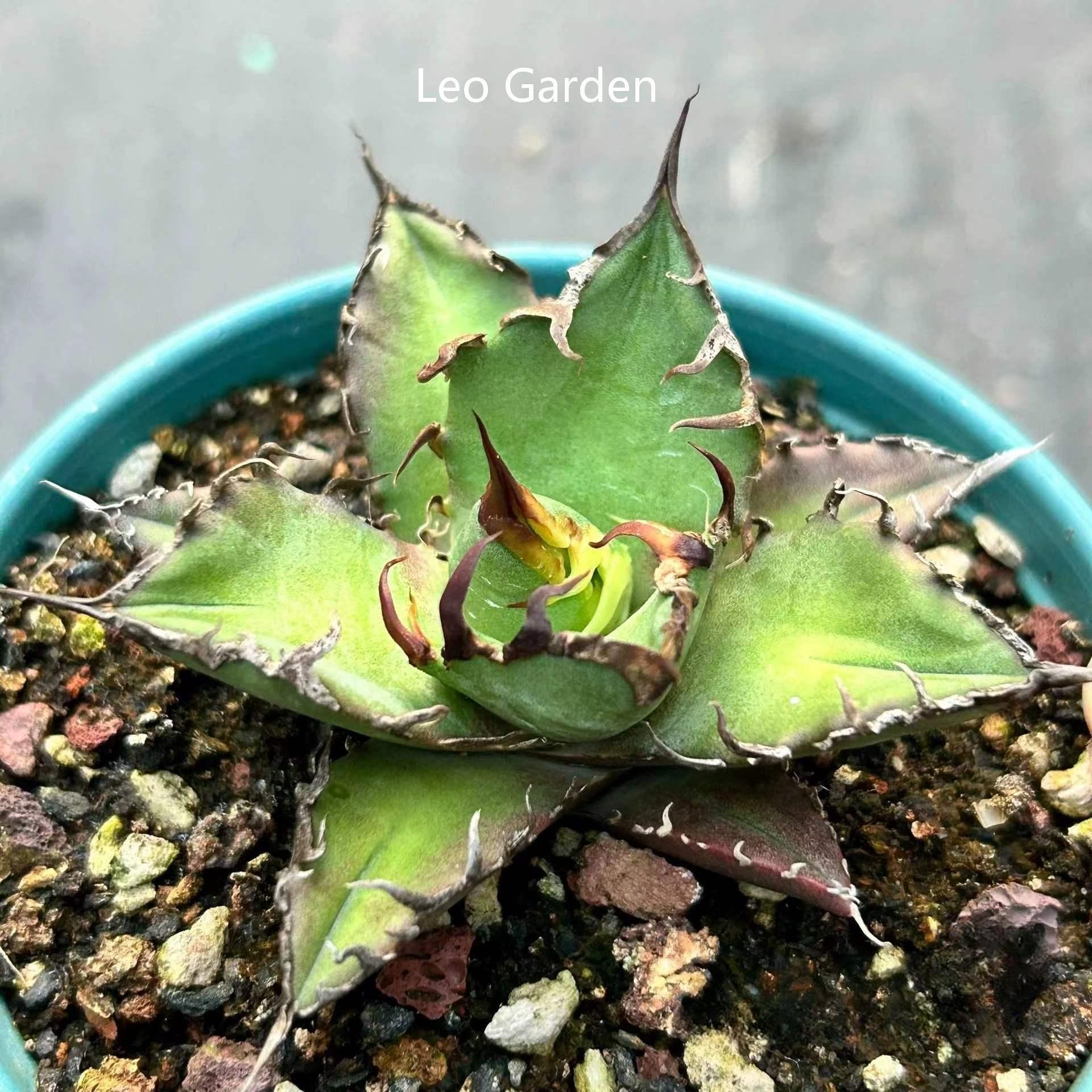 5-7cm Agave oteroi 'Red Catweezle'（tissue culture）