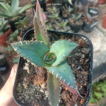 2-12cm Agave Titanota 'Asura'