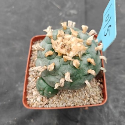 9cm（WYSIWYG）Lophophora williamsii spirochete（Hairy Monster）6-8 years old Number 1014