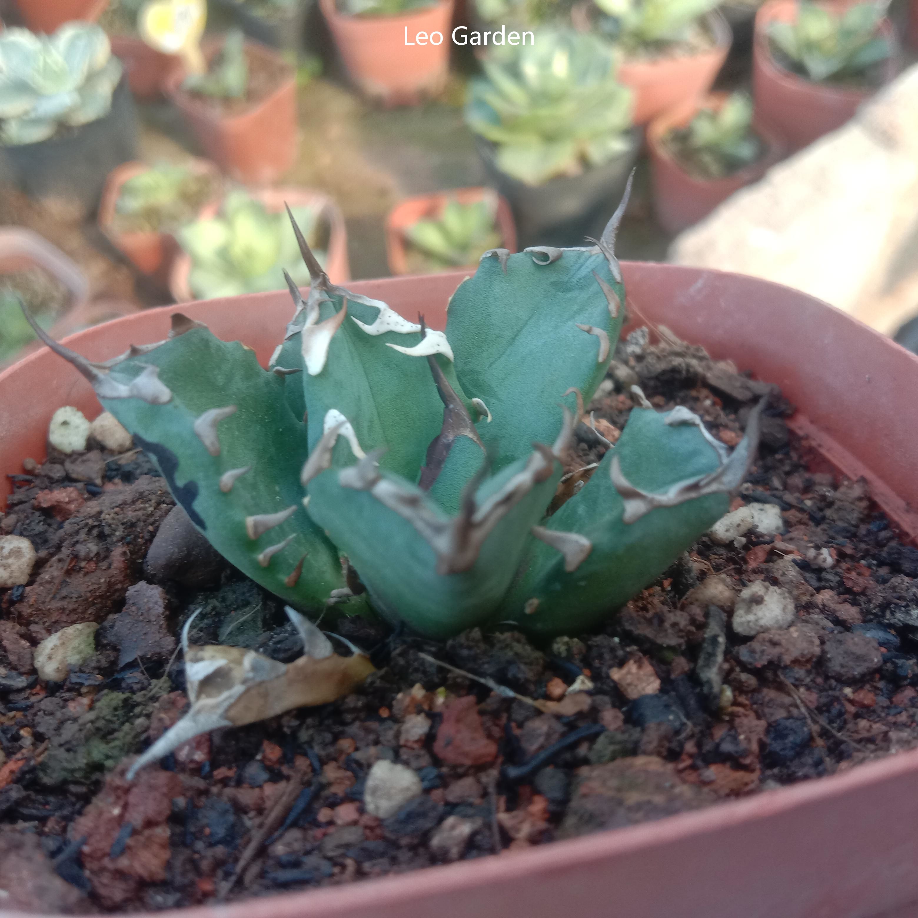 3-4cm Agave Titanota 'Dwarf'（tissue culture）