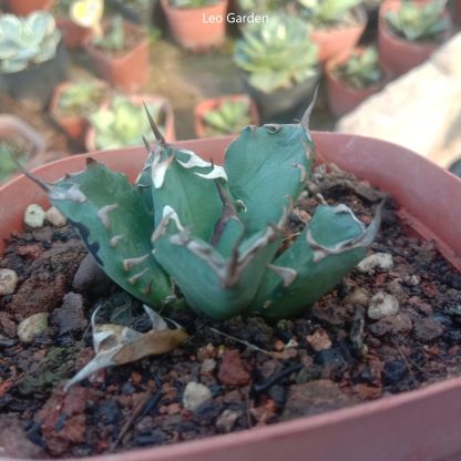 3-4cm Agave Titanota 'Dwarf'（tissue culture）