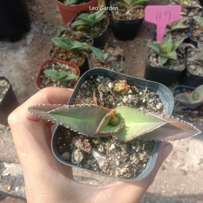 5-7cm gave oteroi 'Black Flame'（tissue culture）