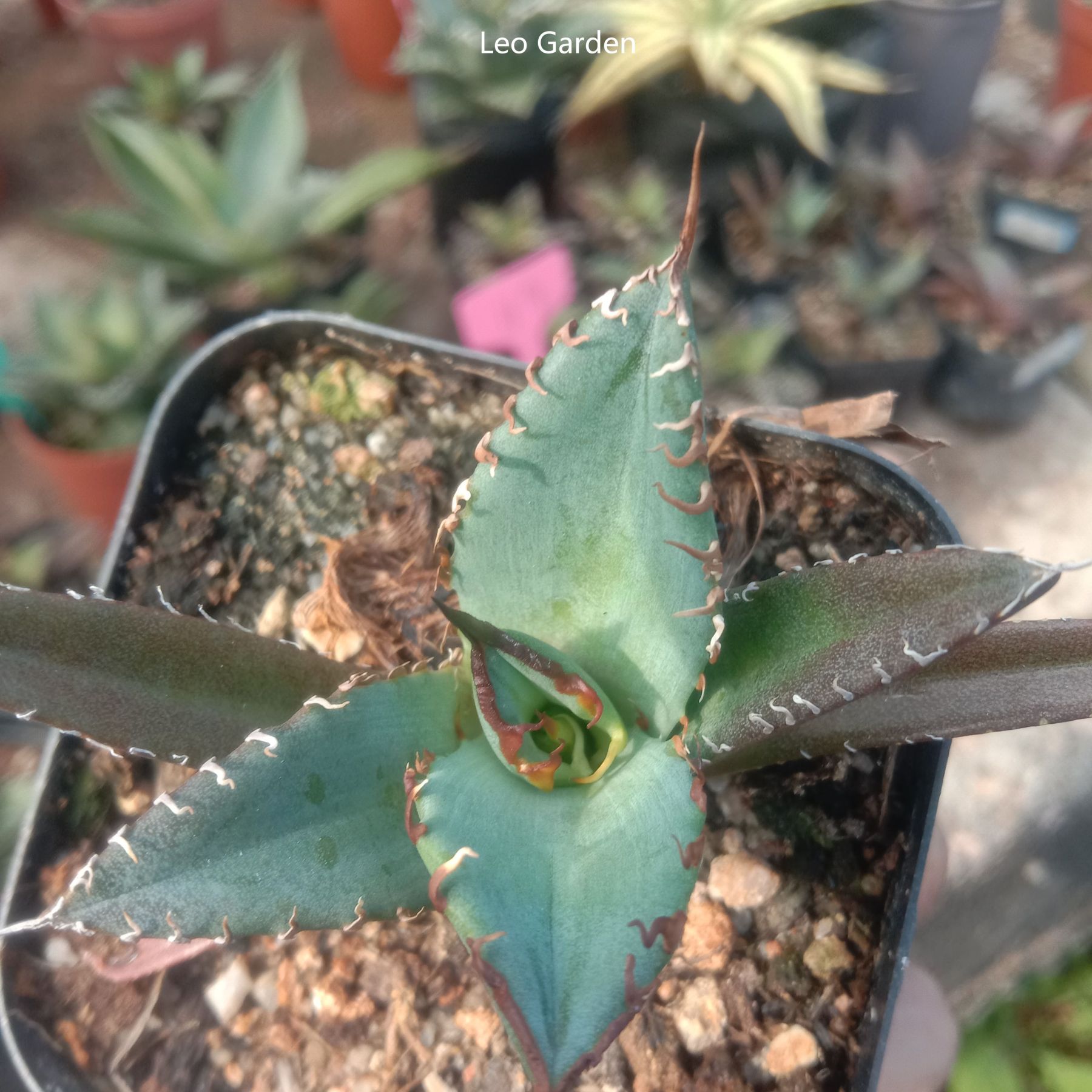 2-12cm Agave Titanota 'Asura'