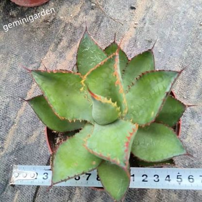 10-12cm Agave bovicornuta