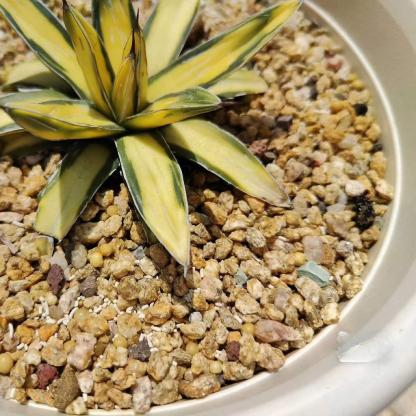 6-8cm Agave victoriae-reginae Sun King