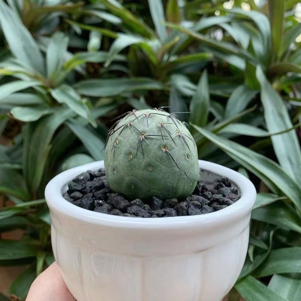 3-14cm Tephrocactus geometricus
