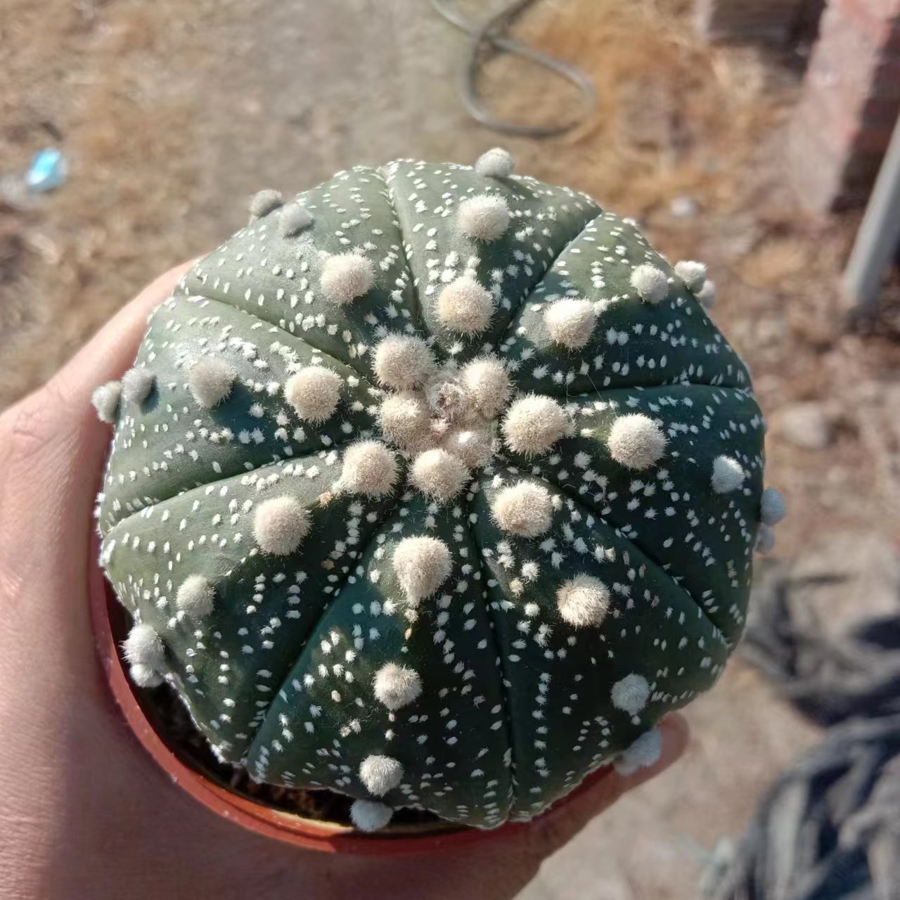 1pcs 8-10cm Astrophytum asterias