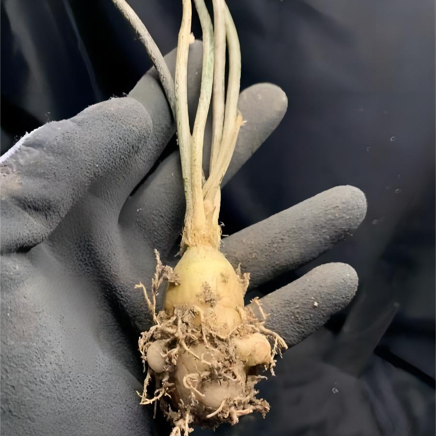 0.5-6cm cmAstrophytum caput medusae