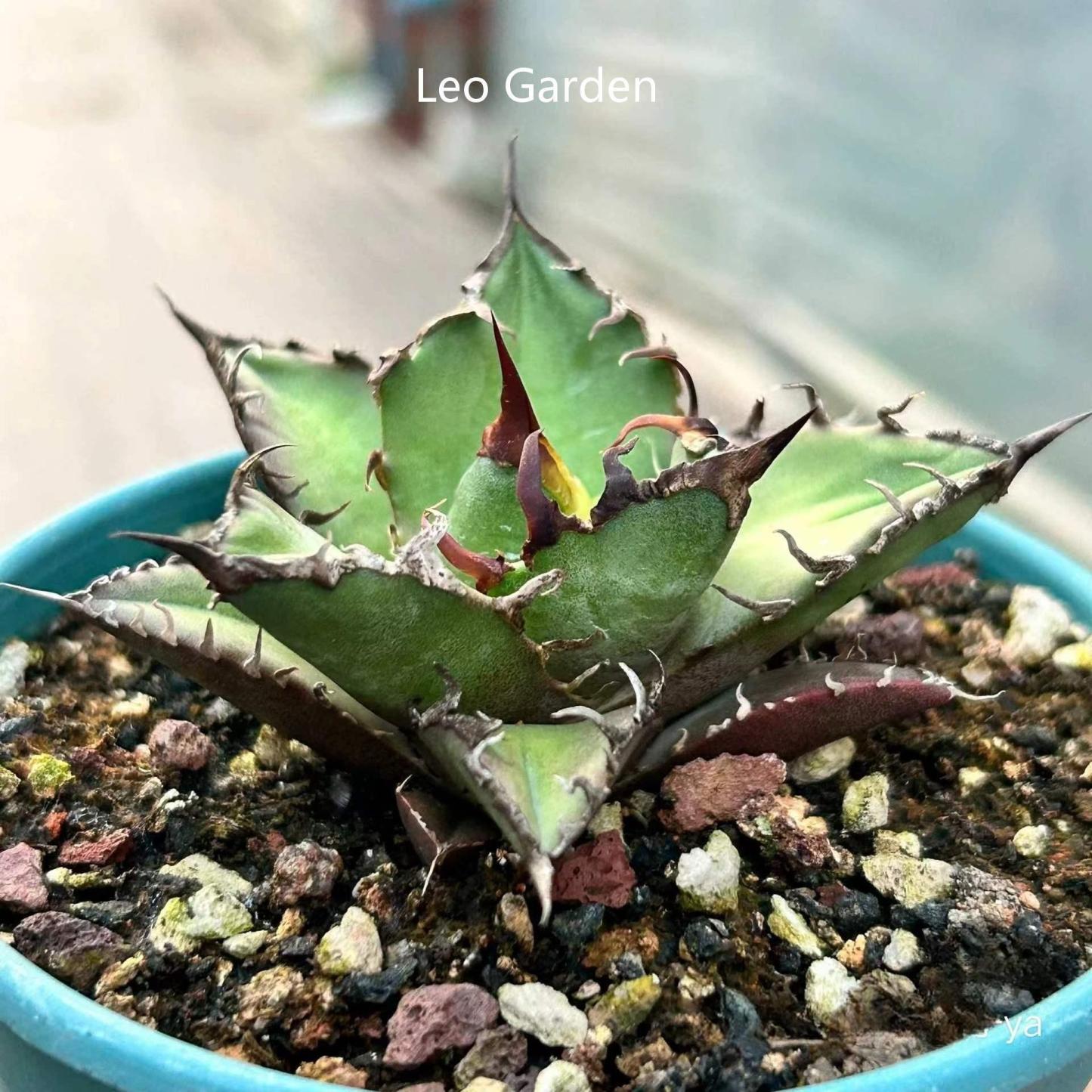 5-14cm Agave oteroi 'Red Catweezle'