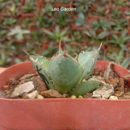 3-4cm Agave Titanota ‘Haou-ryu’