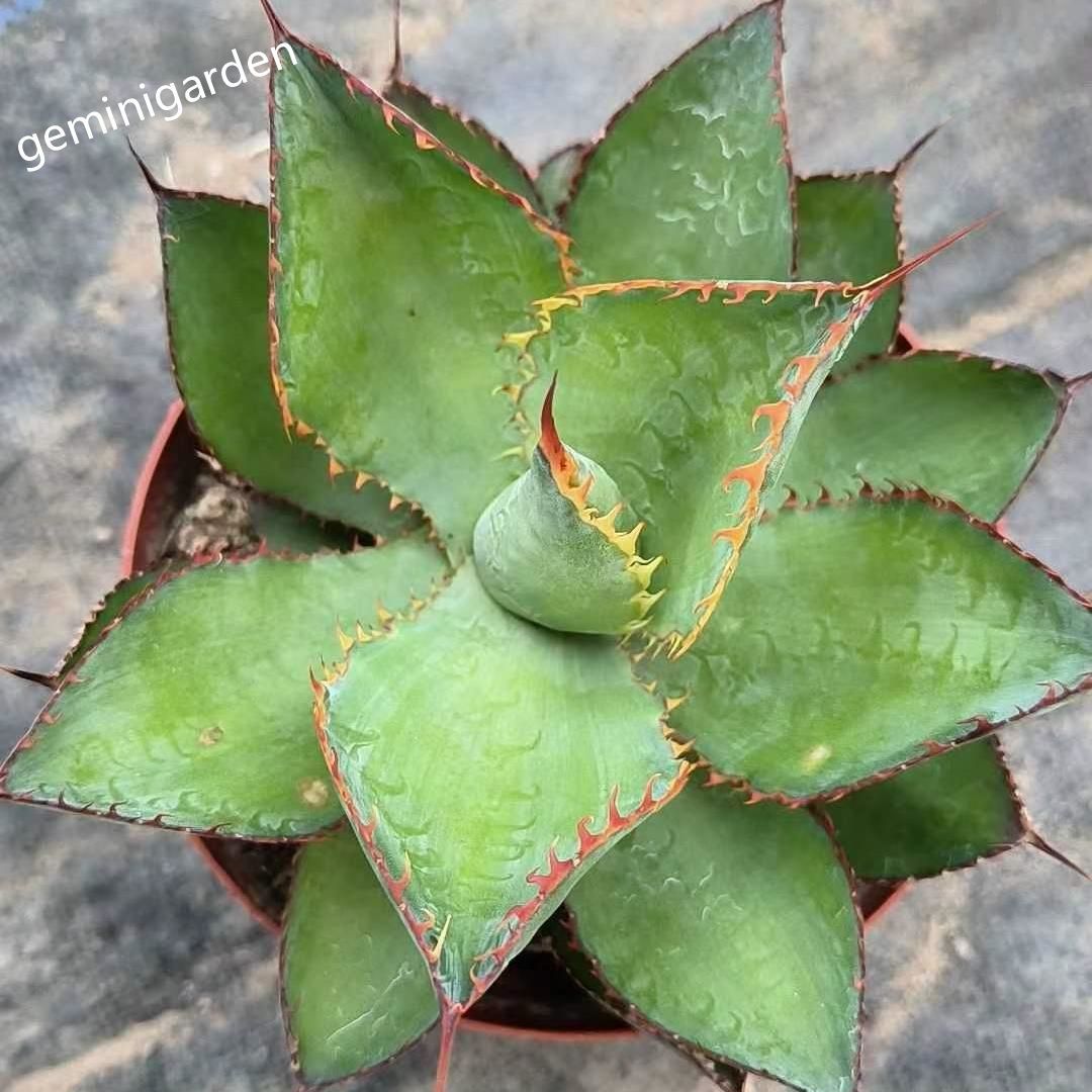 10-12cm Agave bovicornuta