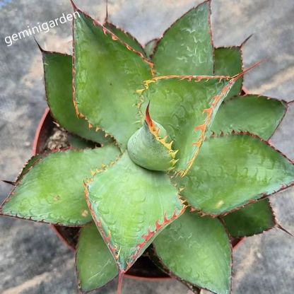 10-12cm Agave bovicornuta