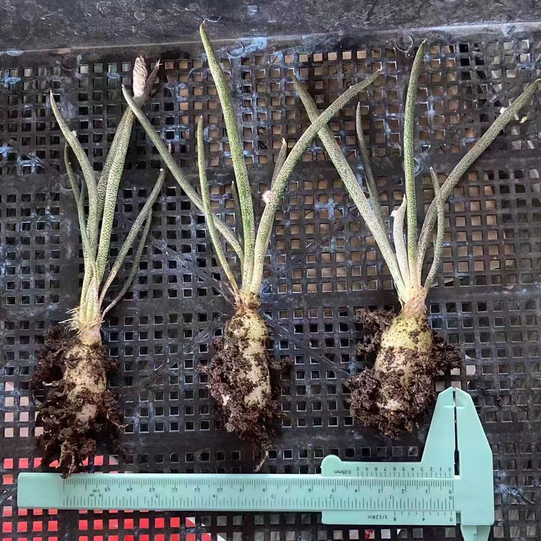 0.5-6cm cmAstrophytum caput medusae