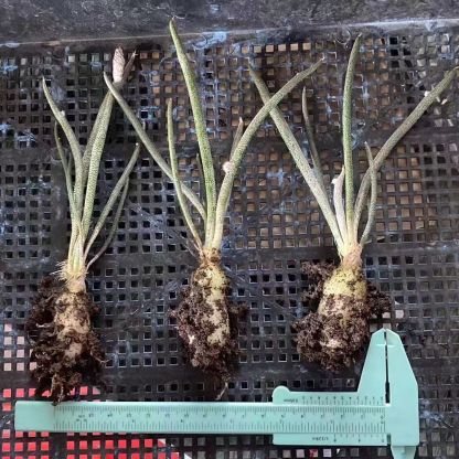 0.5-6cm cmAstrophytum caput medusae