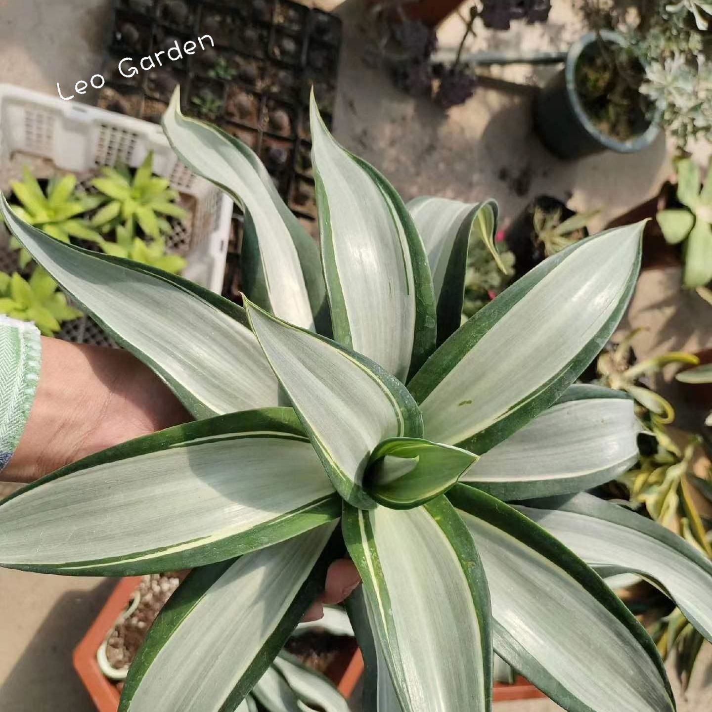 10-25cm Agave desmetiana mediopicta alba