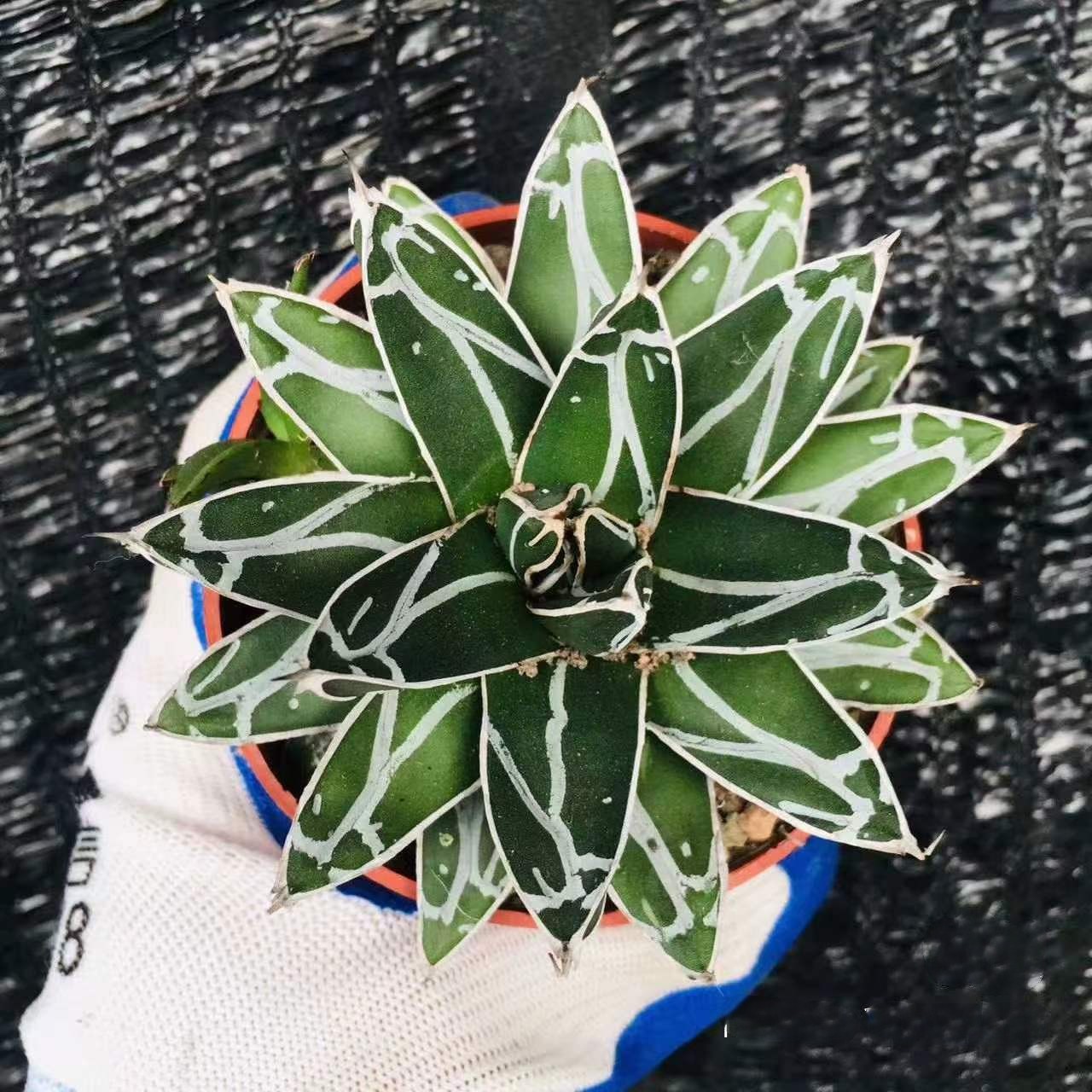 5-20cm Agave victoriae-reginae