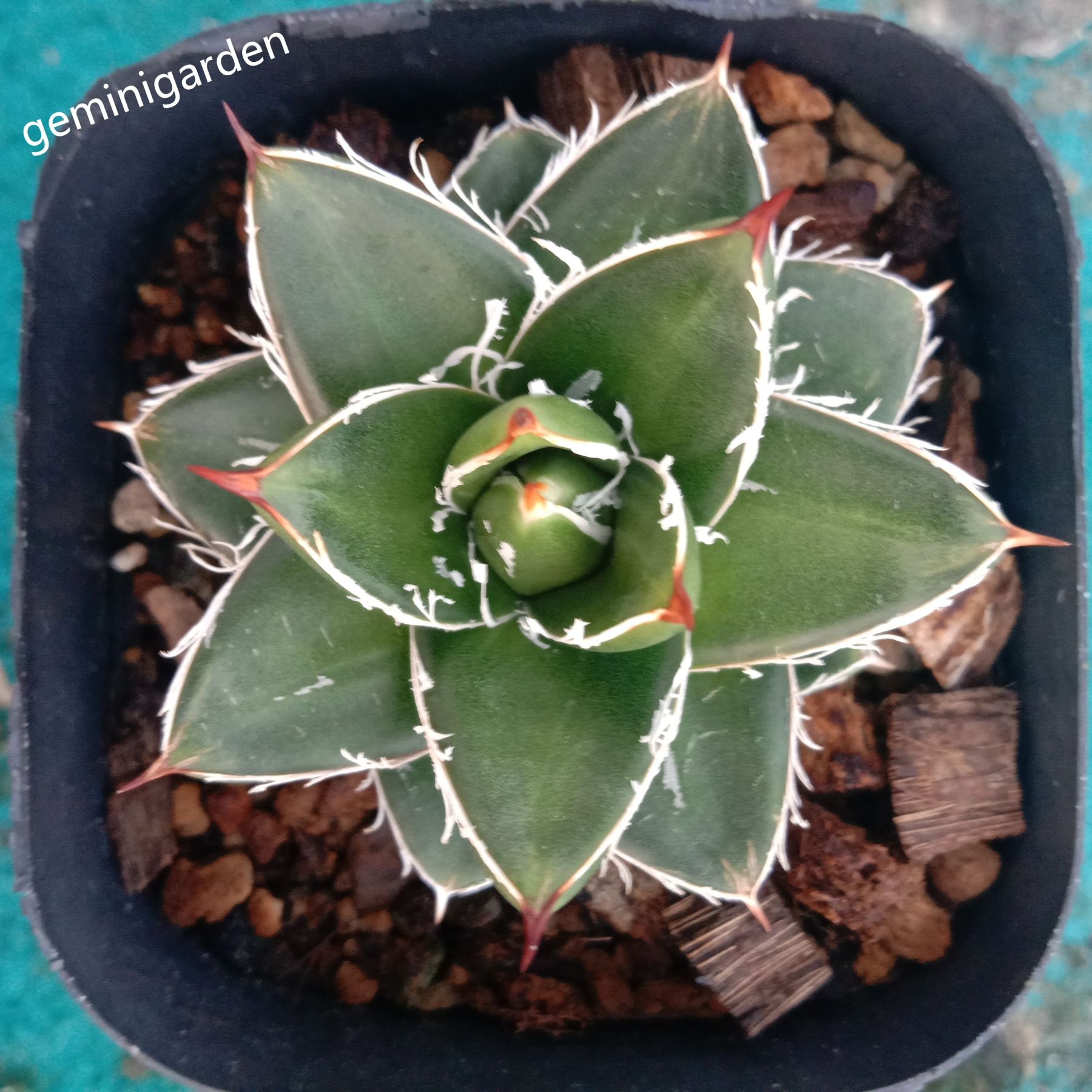 2-4cm Agave filifera var. compacta (A)
