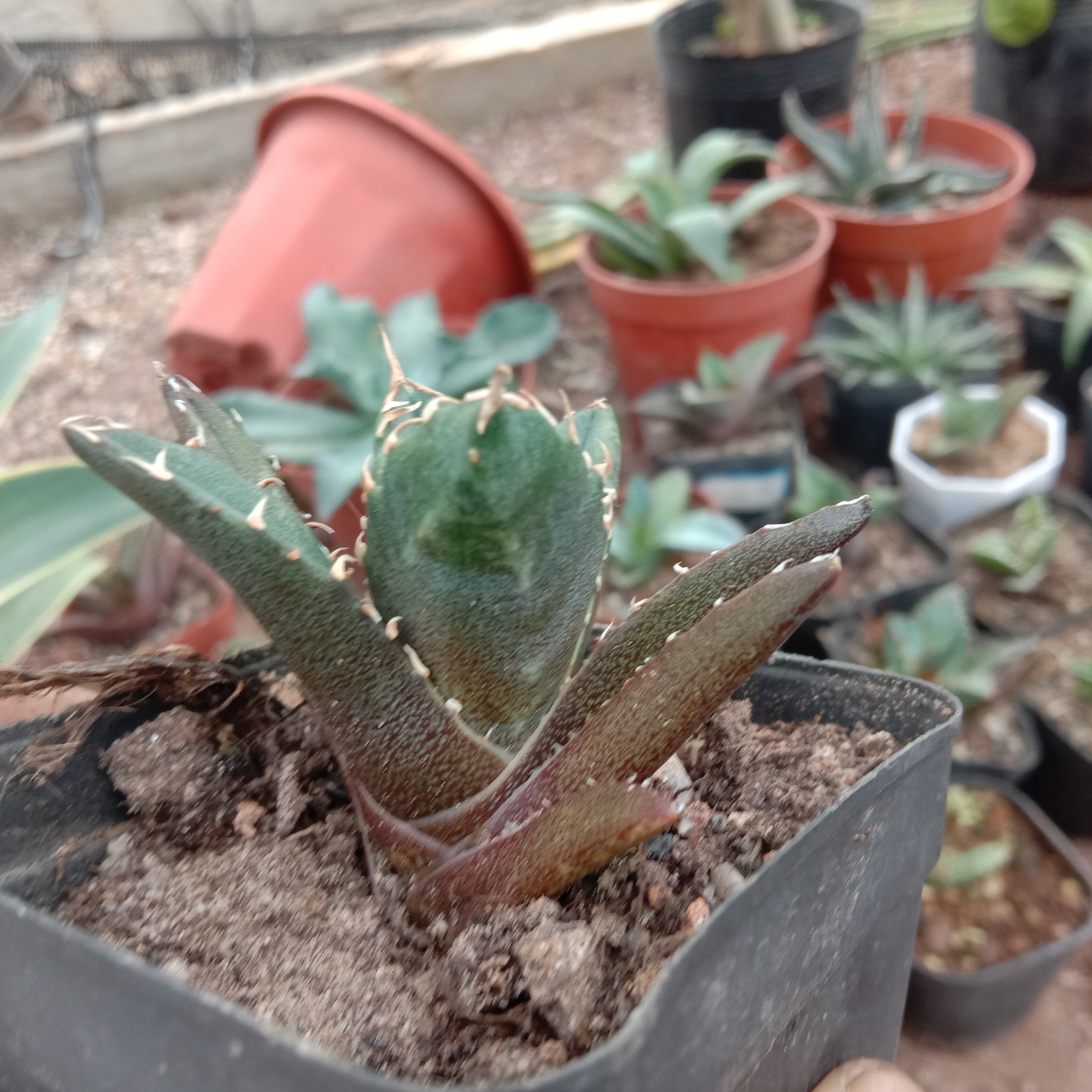 4-14cm Agave titanota “crazy” 