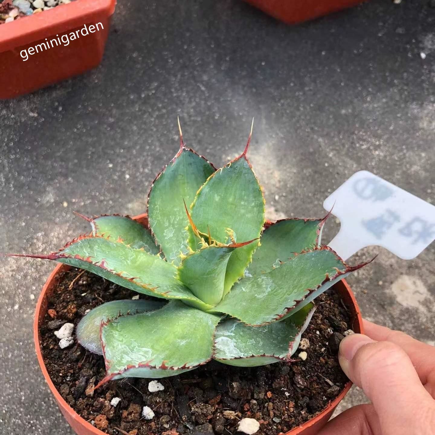 10-12cm Agave bovicornuta