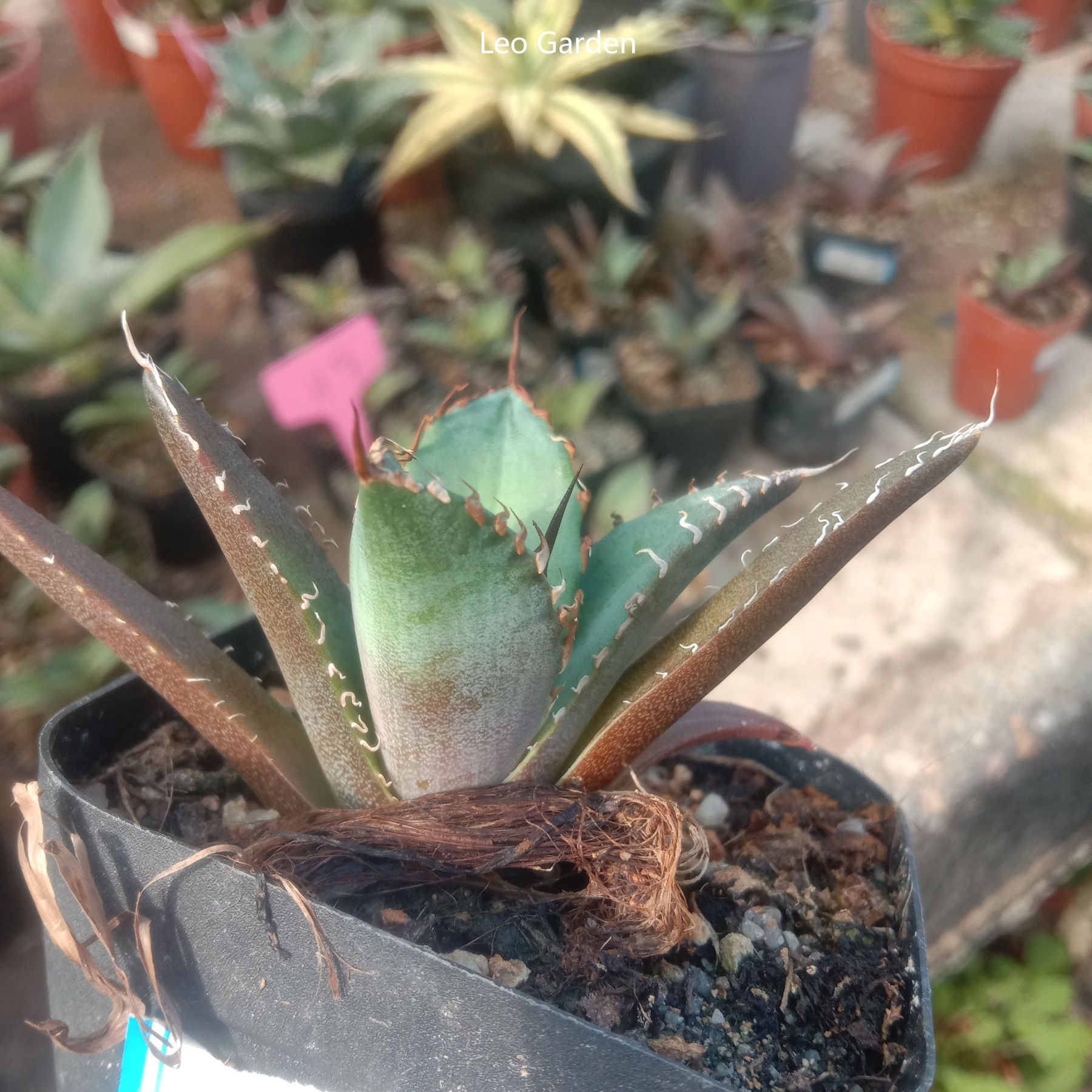 2-12cm Agave Titanota 'Asura'