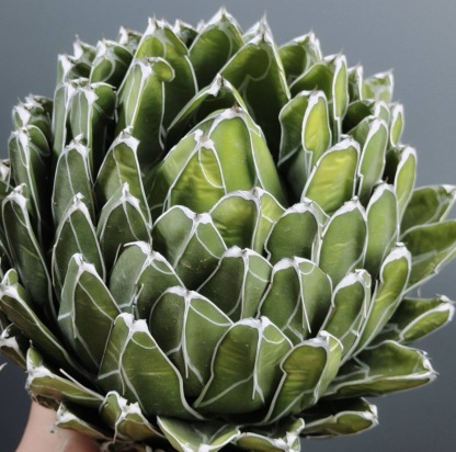 13-15cm Agave victoriae-reginae（similar to the place of origin）