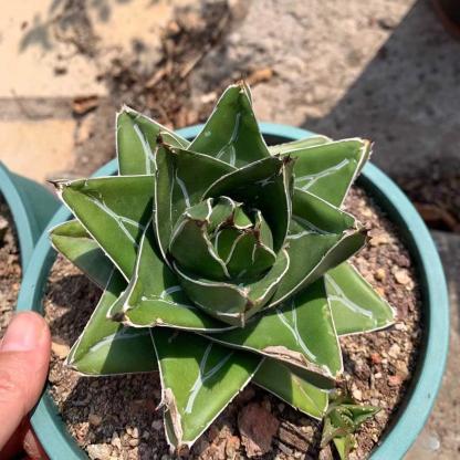 4-14cm Agave victoriae-reginae 'Super Wide'