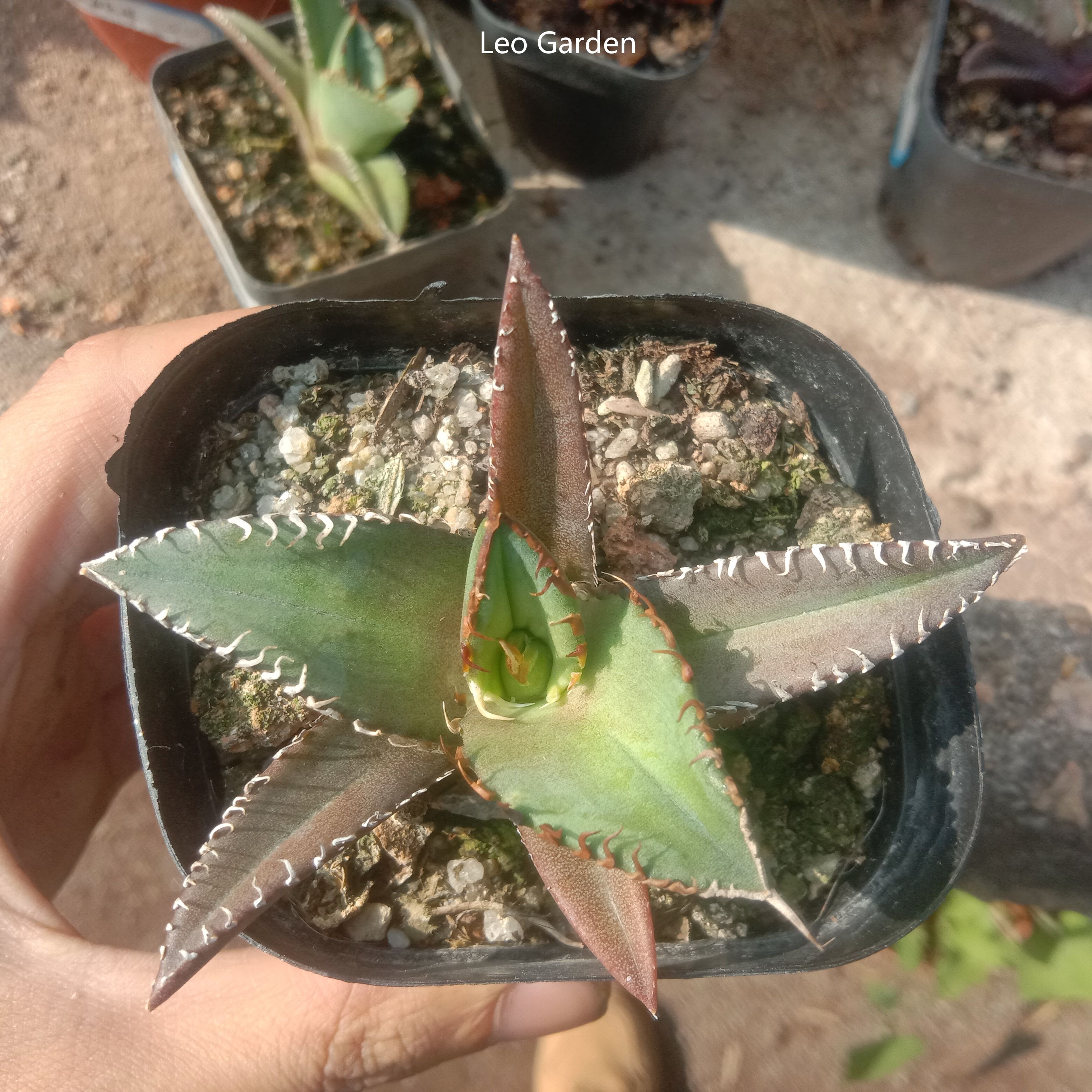 4-14cm Agave titanota Shark Sword