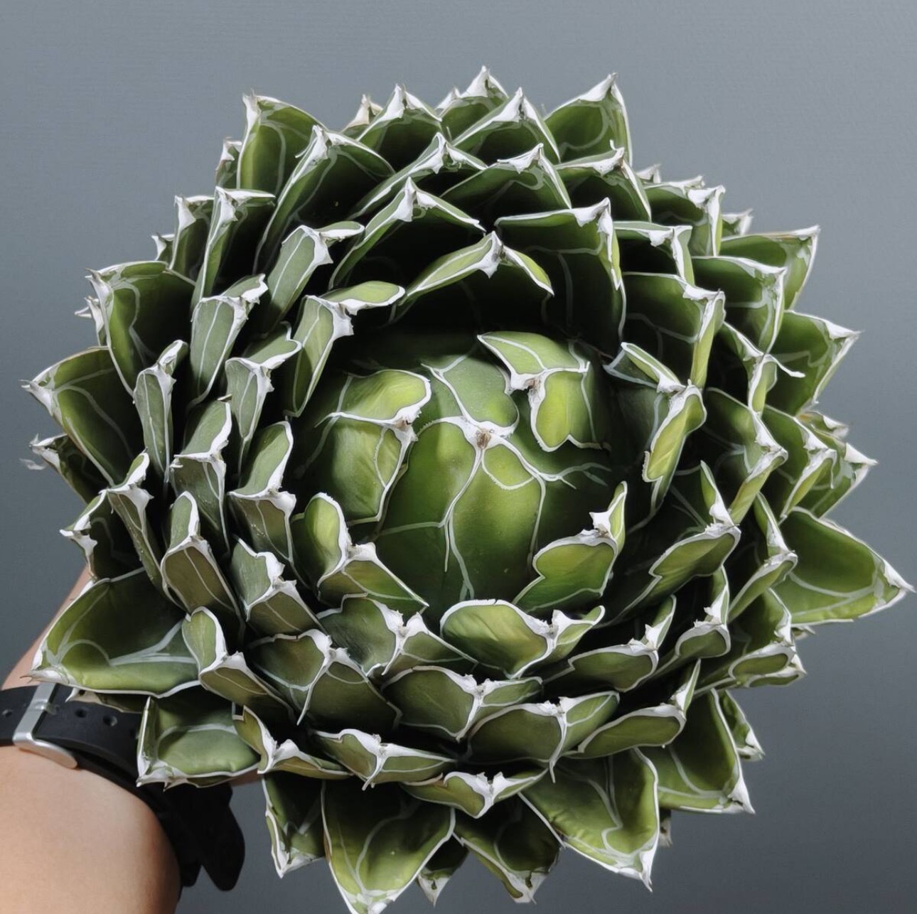 13-15cm Agave victoriae-reginae（similar to the place of origin）