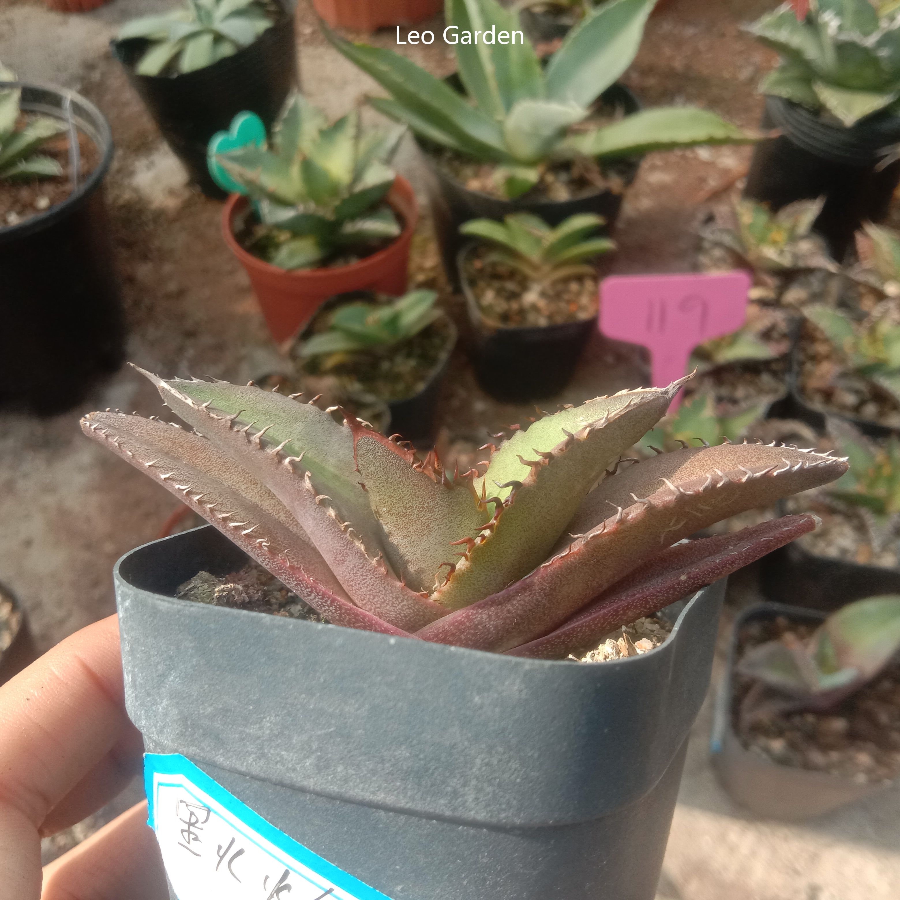 5-7cm gave oteroi 'Black Flame'（tissue culture）