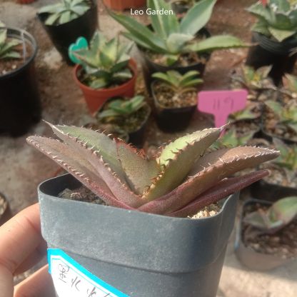 5-7cm gave oteroi 'Black Flame'（tissue culture）