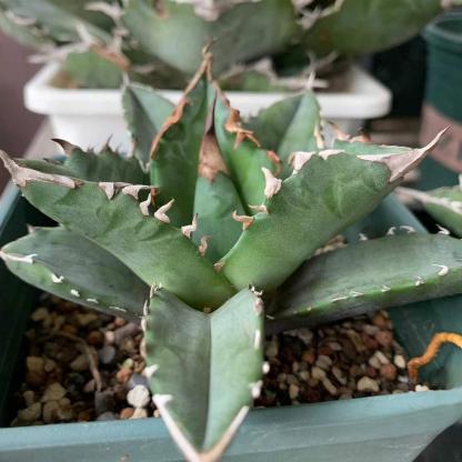 8-10cm Agave oteroi 'White Fire'