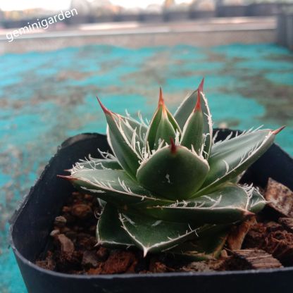 2-4cm Agave filifera var. compacta (A)