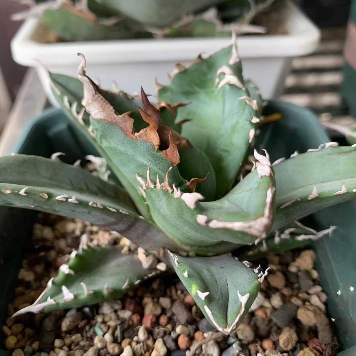 8-10cm Agave oteroi 'White Fire'