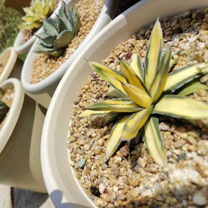 6-8cm Agave victoriae-reginae Sun King