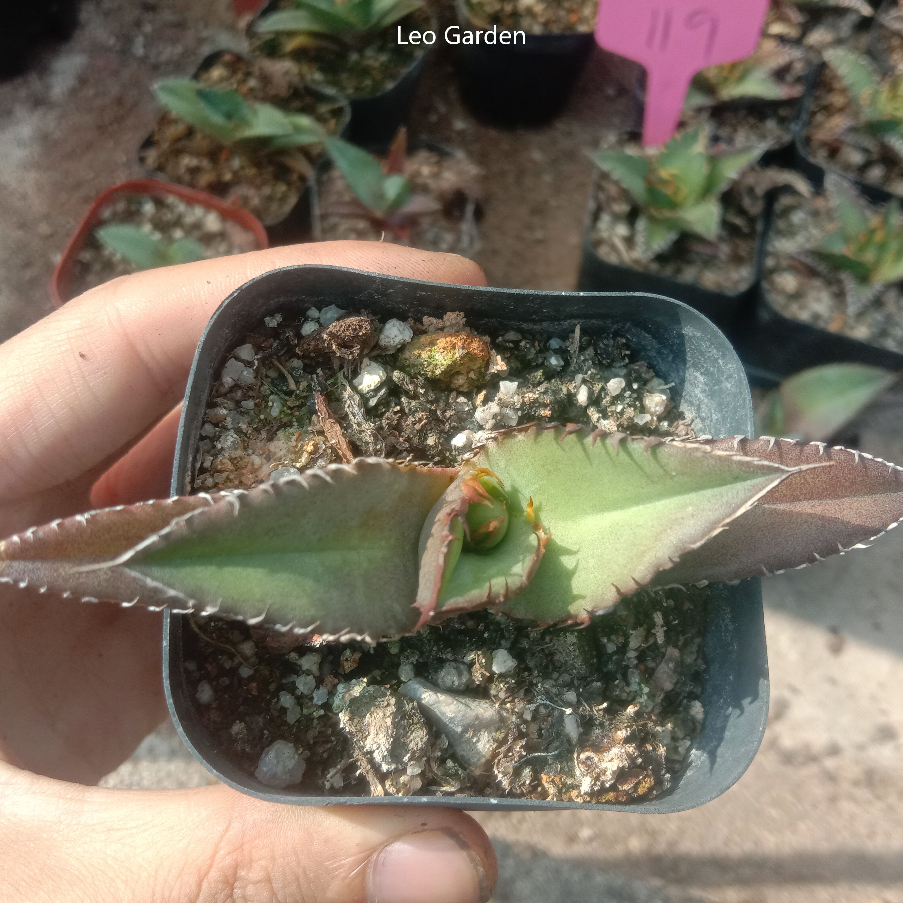 5-7cm gave oteroi 'Black Flame'（tissue culture）